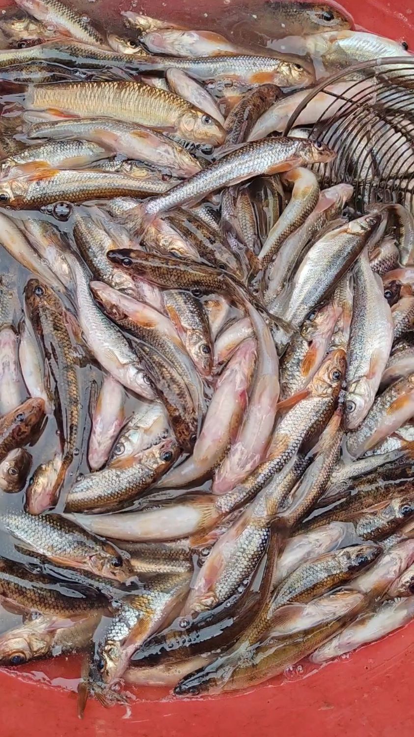 东北松花江冬捕船丁鱼爆网啦!酱焖一大盘喝点小酒嗷嗷香