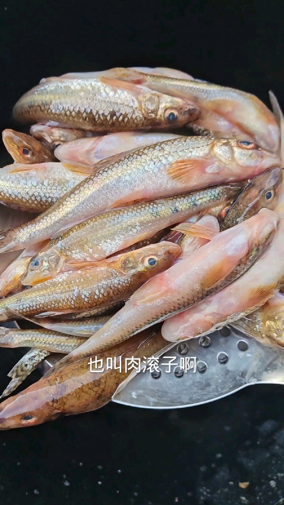 东北松花江冬捕船丁鱼,刚捕回来的嘎嘎新鲜,酱焖喝点小酒嗷嗷香