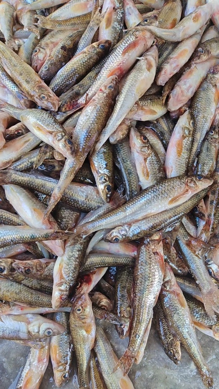 东北松花江 刚捕回来的船丁鱼,嘎嘎新鲜