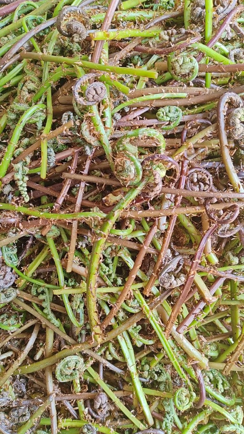 东北小兴安岭野生猴腿菜下山啦,凉拌炒肉包馅嘎嘎好吃