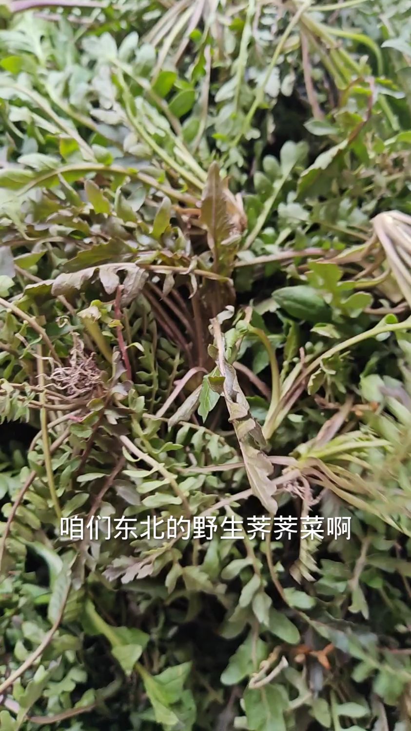 东北黑龙江野生荠荠菜,包饺子包包子凉拌炖土豆老好吃啦