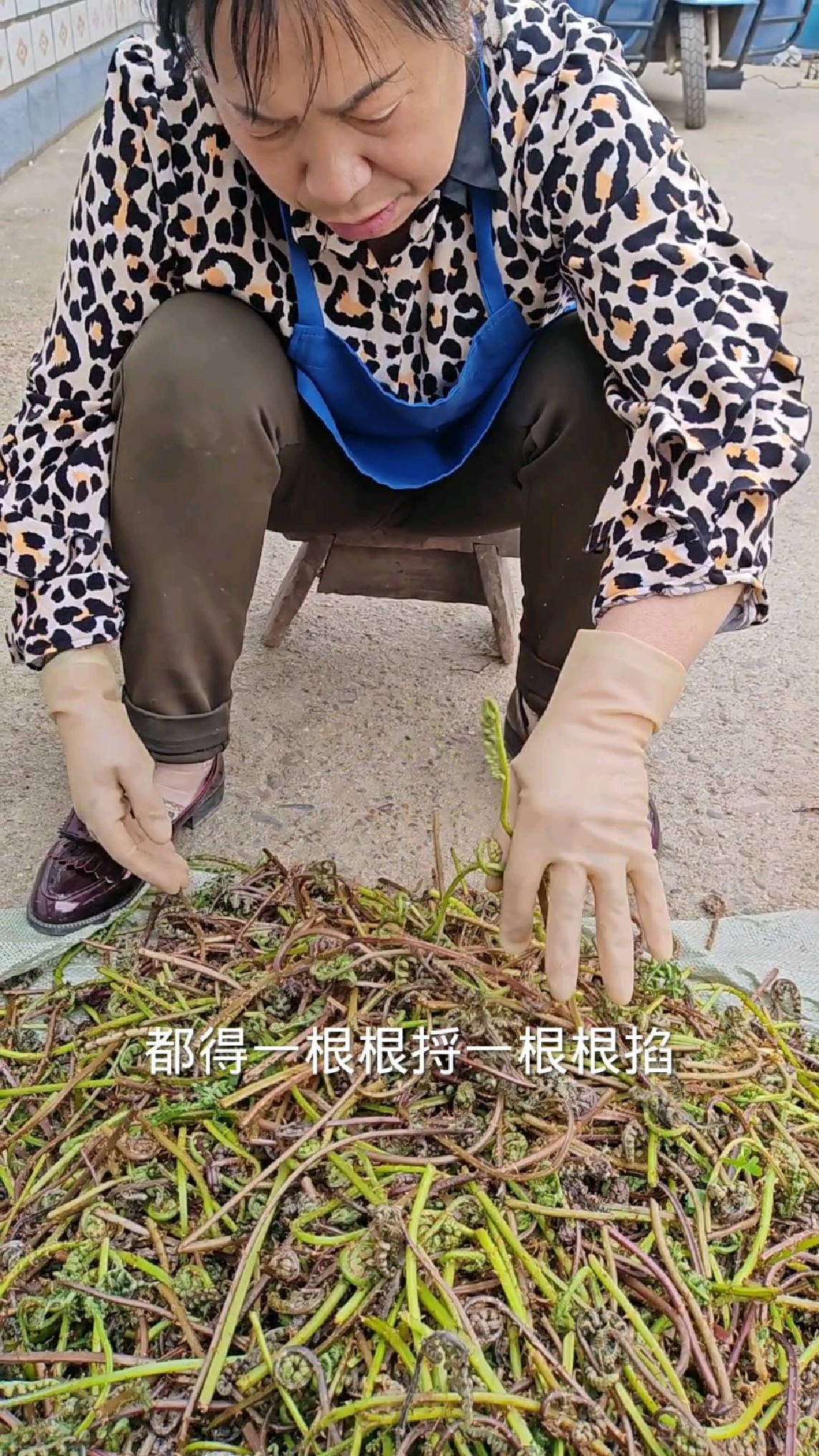 东北小兴安岭野生猴腿菜下山啦，采回来满满一大袋子，太多啦