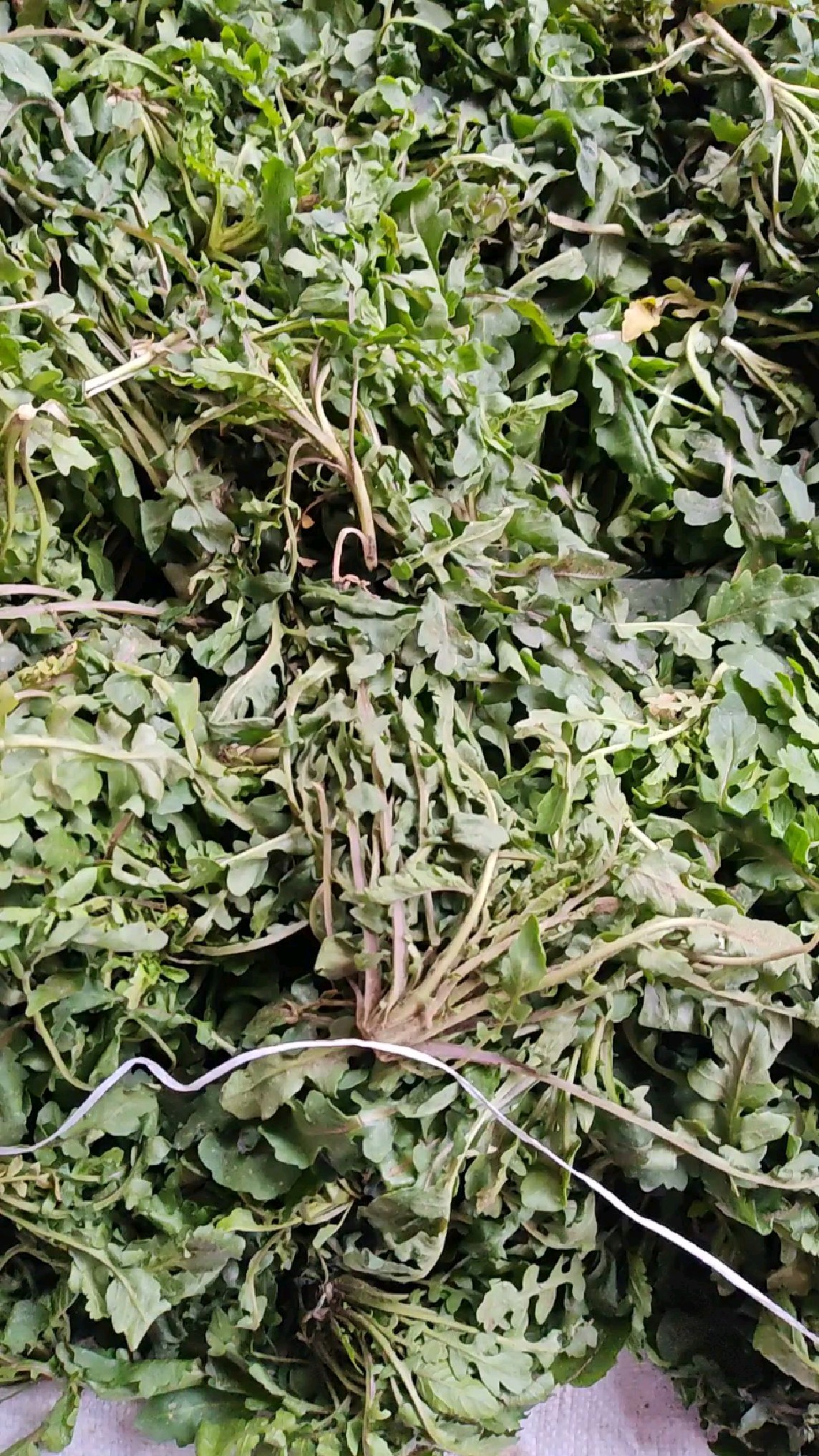 东北黑龙江野生荠荠菜,挖回来一大袋子,包点饺子喝点小酒老香啦