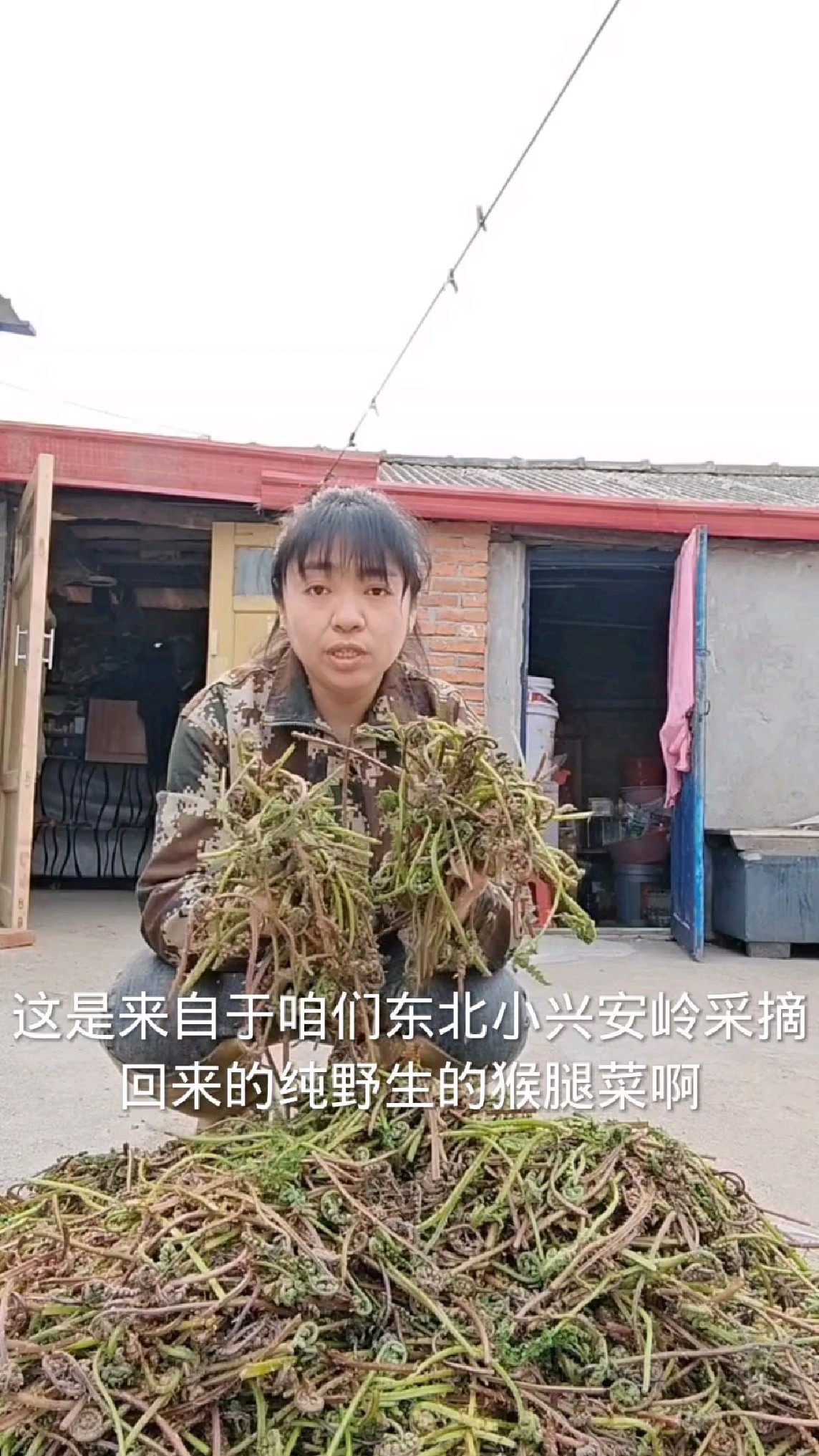 起早上山采山野菜 ,采回来满满一大袋子