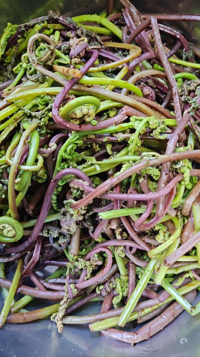 炎炎夏日，上山采回来的山野菜，凉拌一大盘喝点小酒太美味啦
