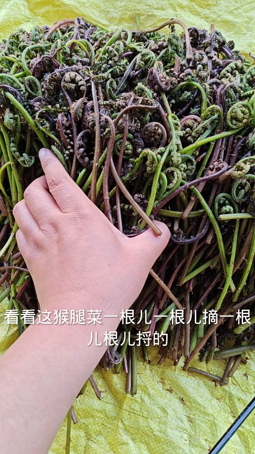 起早上山采山野菜,碰到一大片,根本采不过来,太多啦