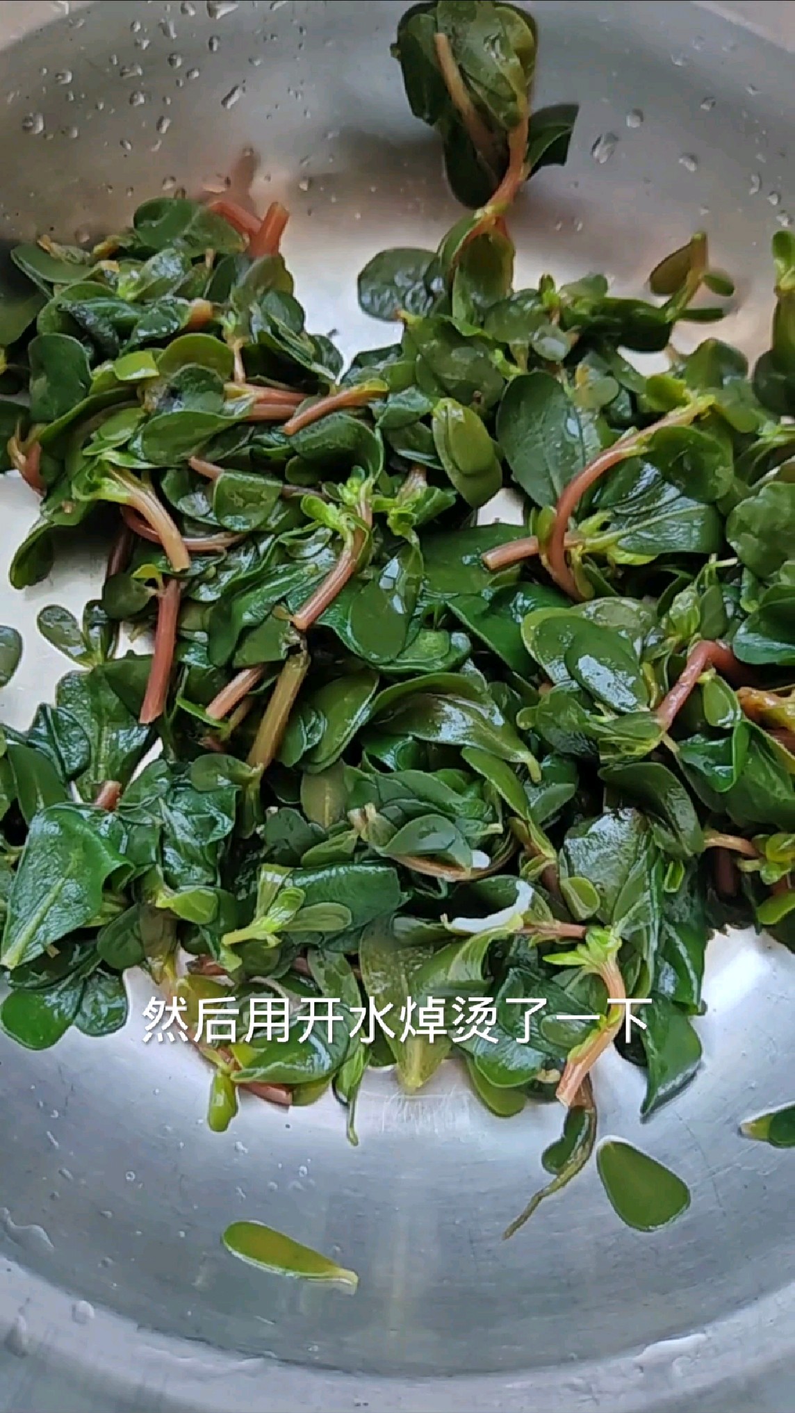 野生马齿笕炒鸡蛋，配点散篓子，太带劲啦