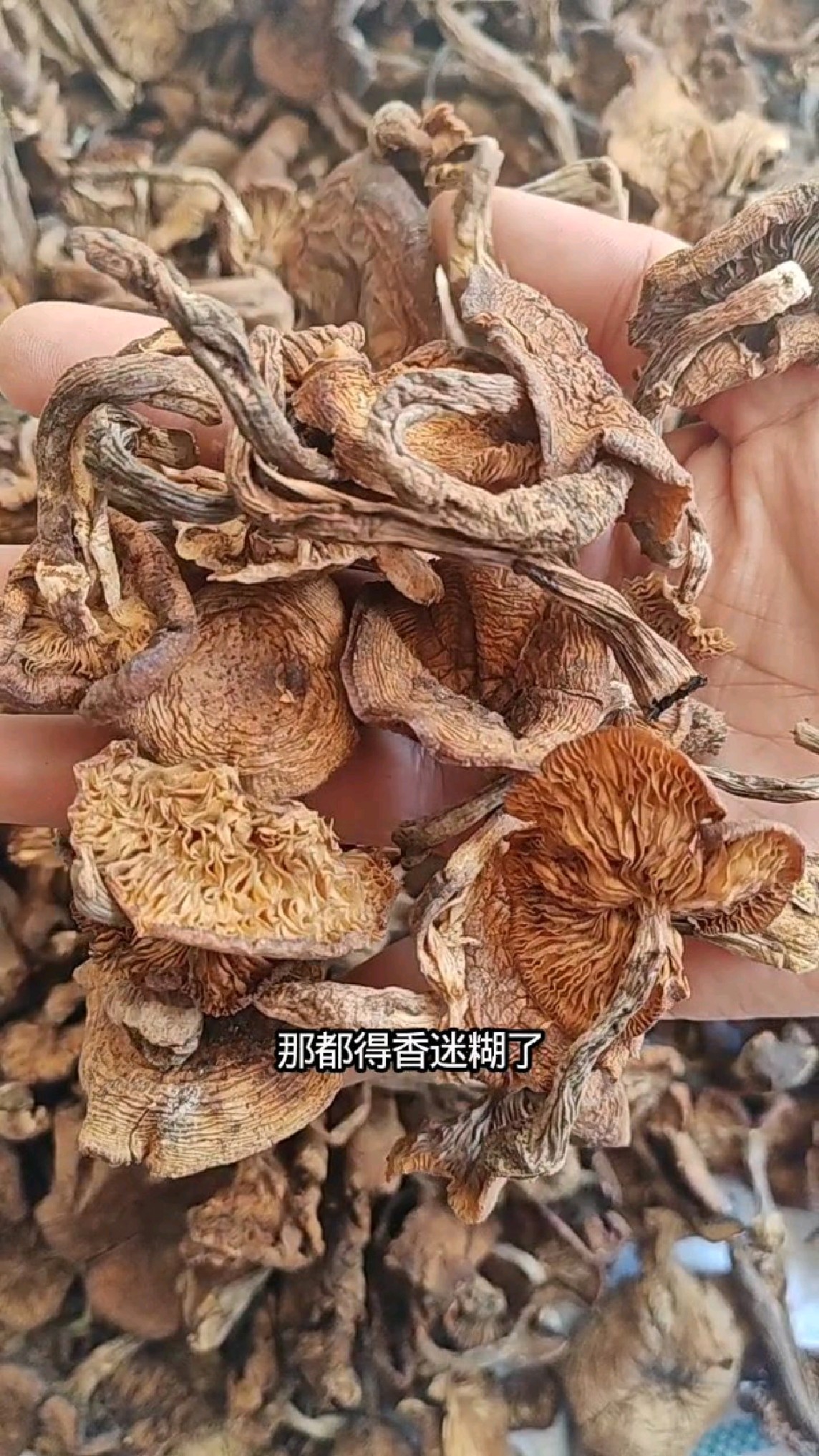 东北大山里采摘回来的野生榛蘑,根收拾特别干净,炖鸡素炒老香啦