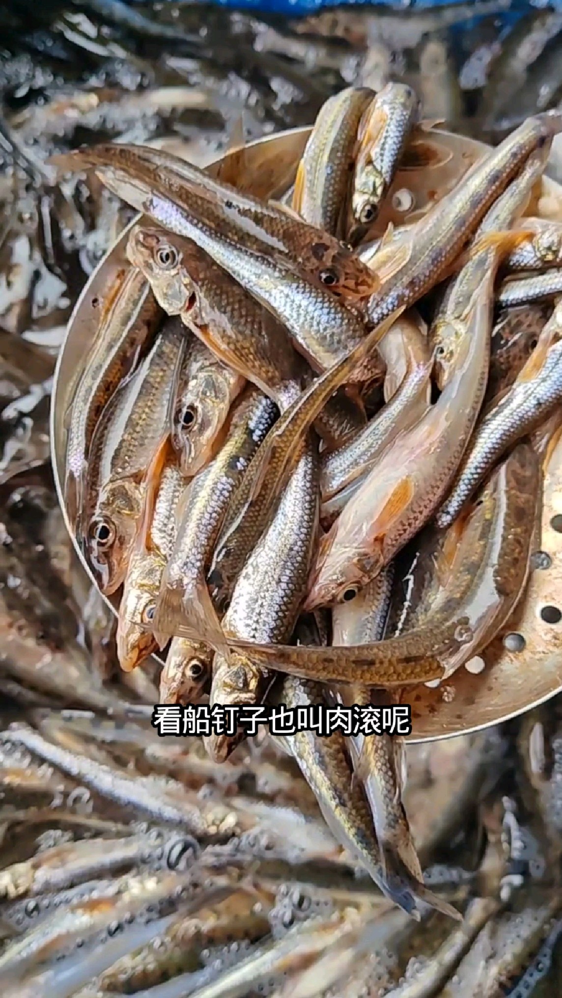 刚捕回来的东北松花江船丁鱼，油炸酱焖嘎嘎好吃