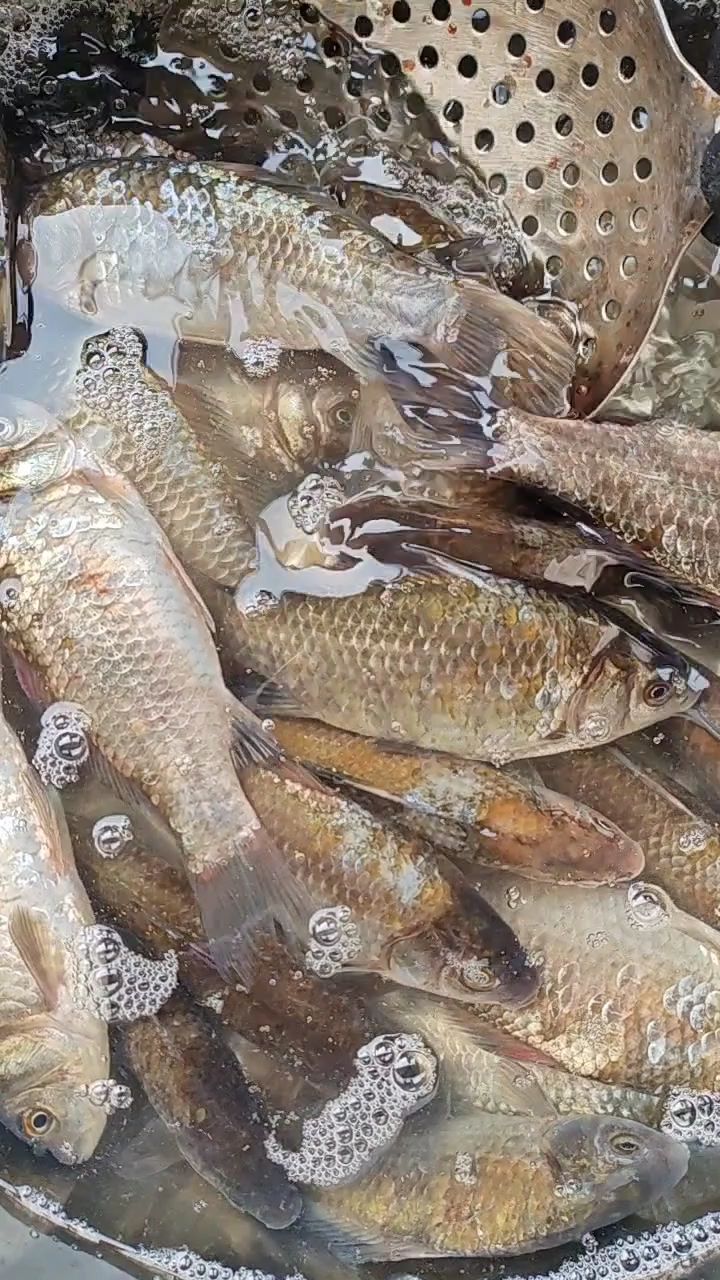 东北汤旺河冷水野生鲫鱼,熬汤红烧老好吃啦