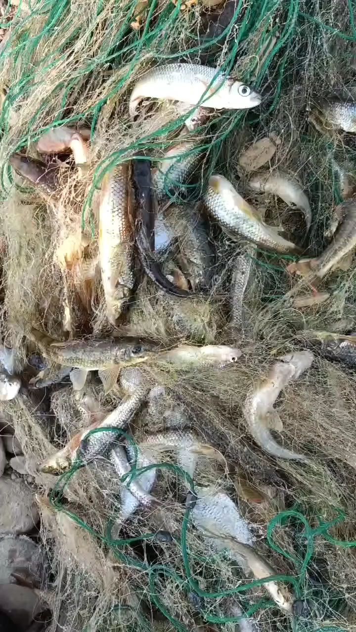 东北松花江船丁鱼大爆网,全都是鱼,太带劲啦