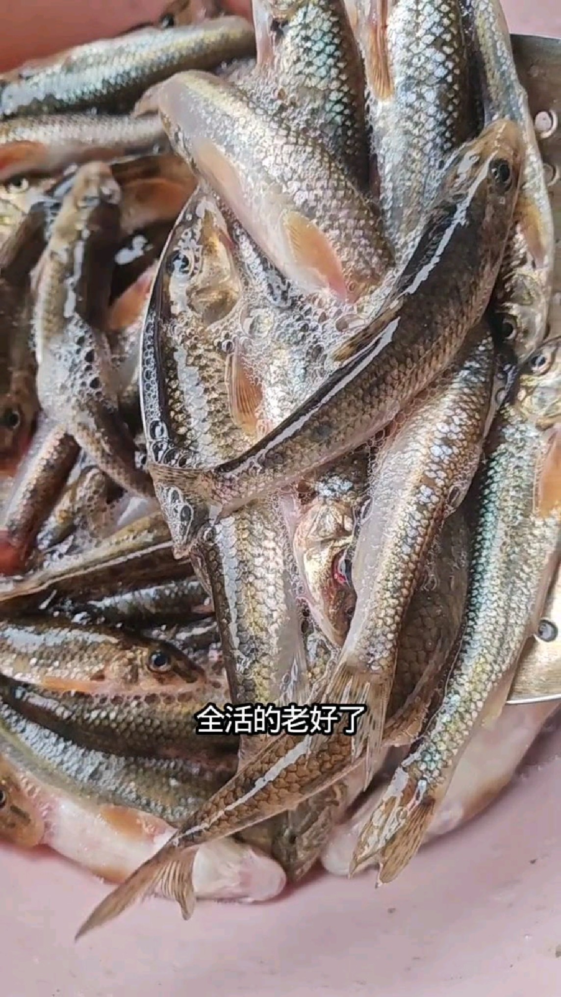东北松花江冬捕船丁鱼,今天鱼不太多,爱吃鱼的抓紧