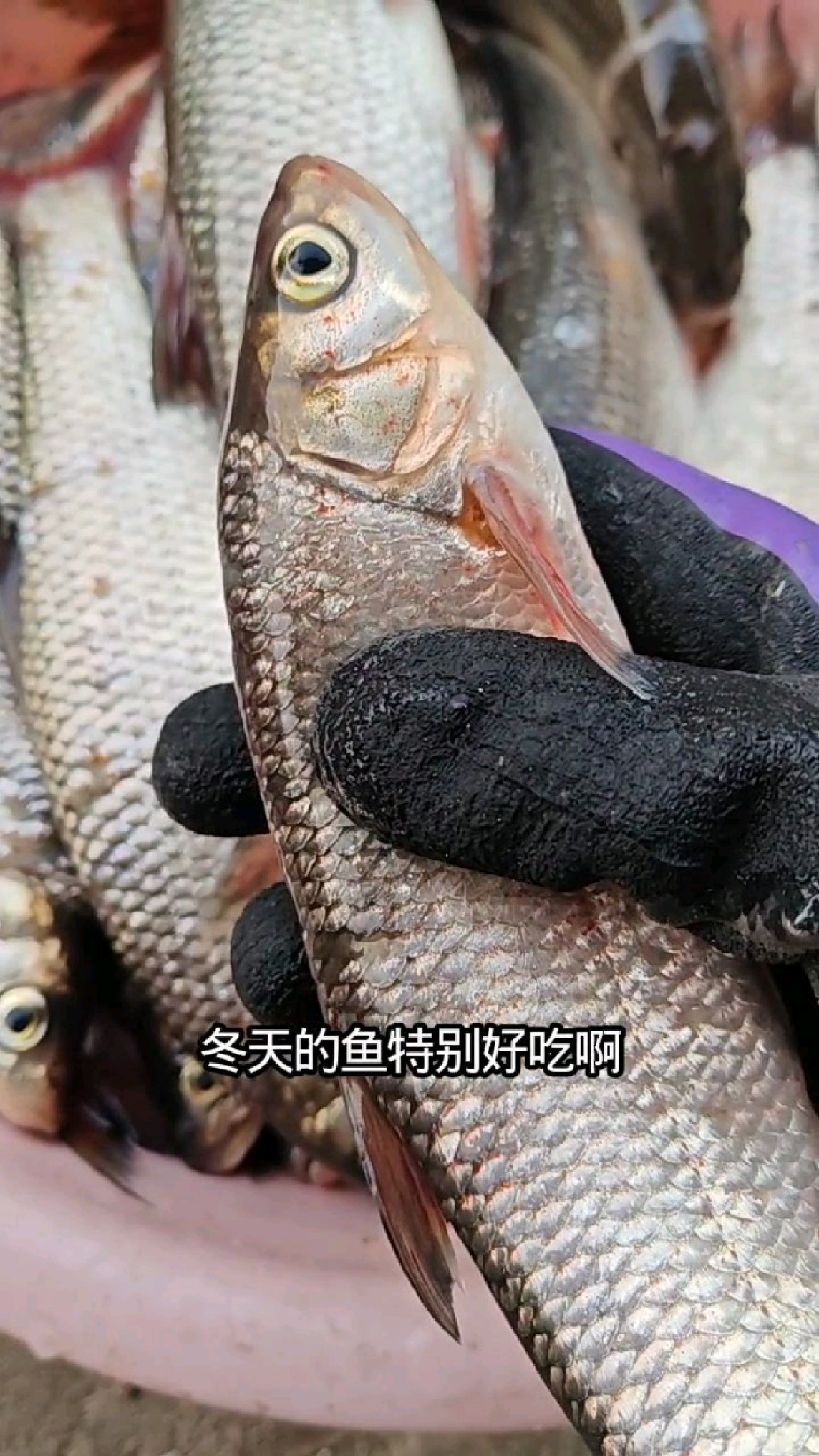 东北松花江冬捕雅罗鱼，这鱼也太肥美啦