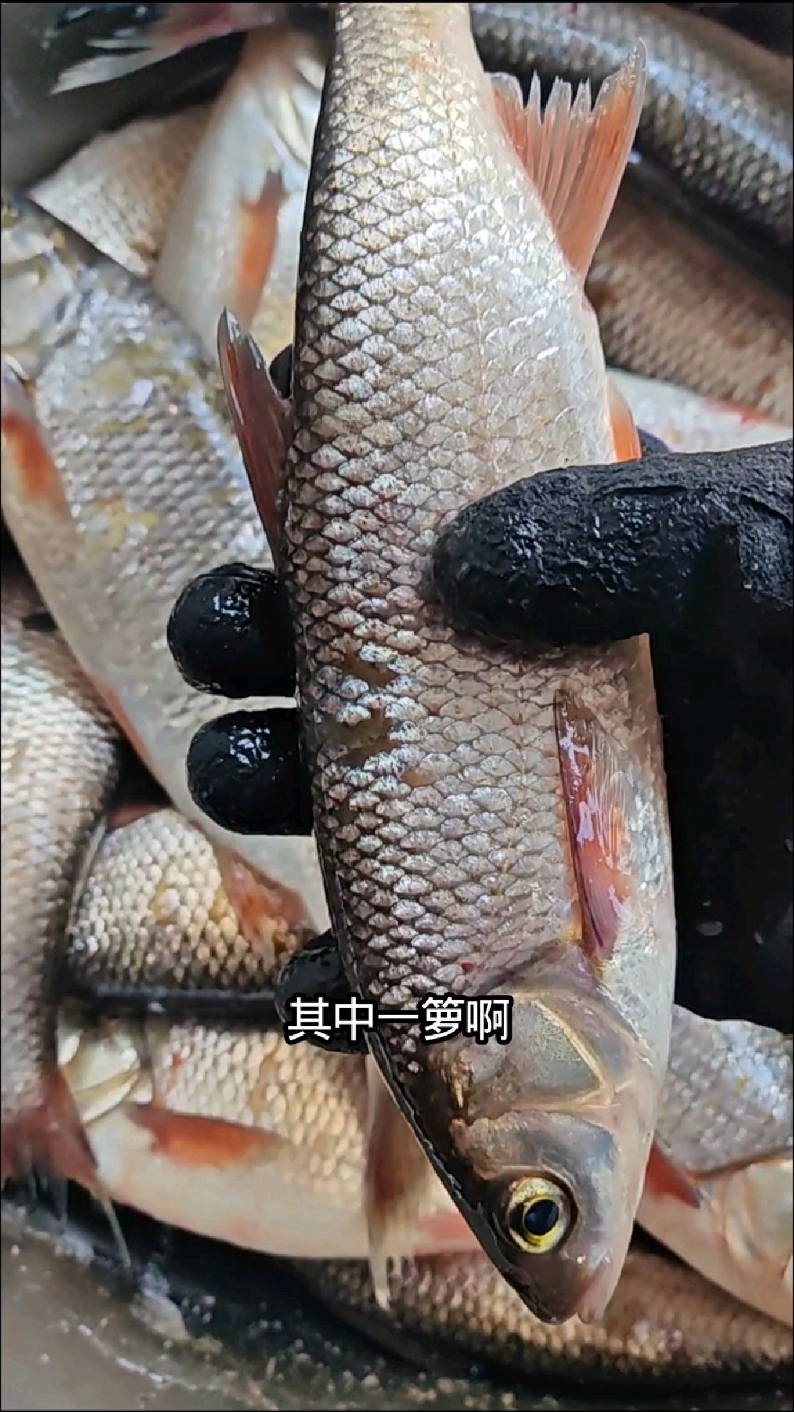 东北松花江凿冰窟窿捕回来的野生雅罗鱼大爆网，全都是鱼