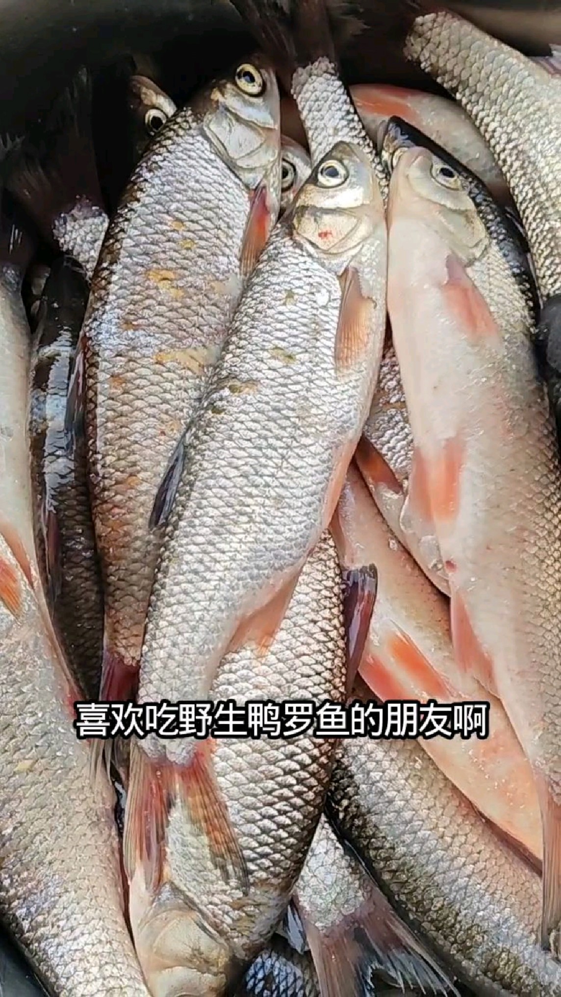 东北松花江冬捕雅罗鱼，炖着吃酱焖煎着吃嘎嘎带劲