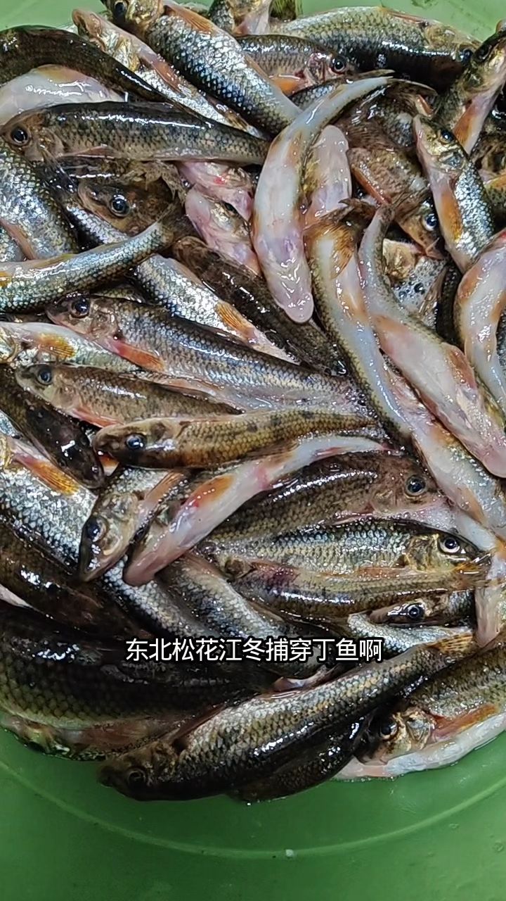 东北零下二十多度冬捕船丁鱼，今天鱼不多，喜欢吃的朋友抓紧