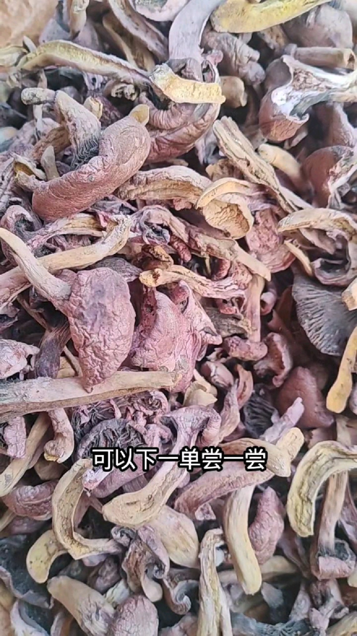 东北小兴安岭野生红松蘑,都是蘑菇丁,嘎嘎好吃