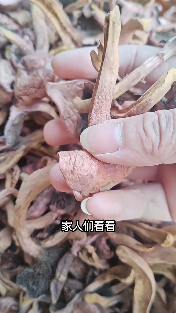 东北小兴安岭野生红松蘑,炖鸡炖肉素炒煲汤嘎嘎香