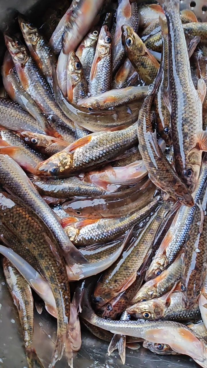 东北松花江冬捕船丁鱼，酱焖油炸嘎嘎香