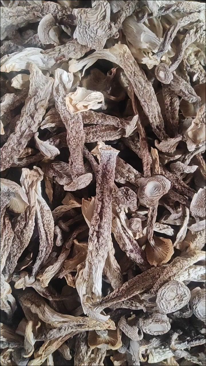 东北新鹿茸菇来啦，炖鸡炖肉素炒煲汤嘎嘎好吃