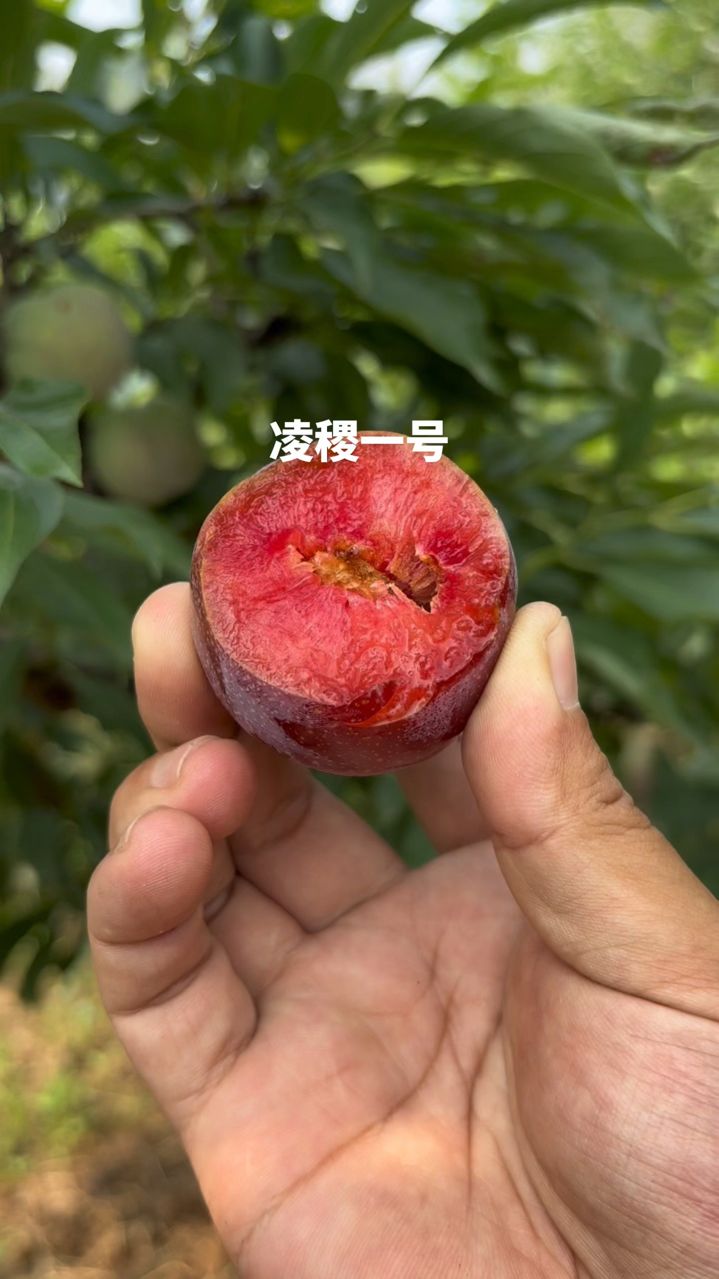 凌稷一号 先峰红心李