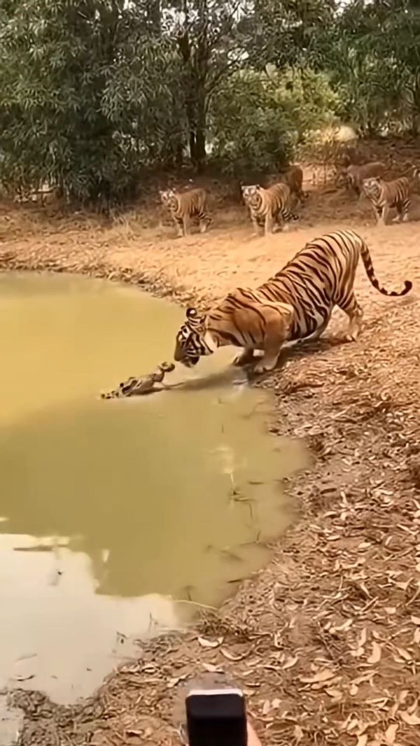 鳄鱼偷袭老虎的一幕