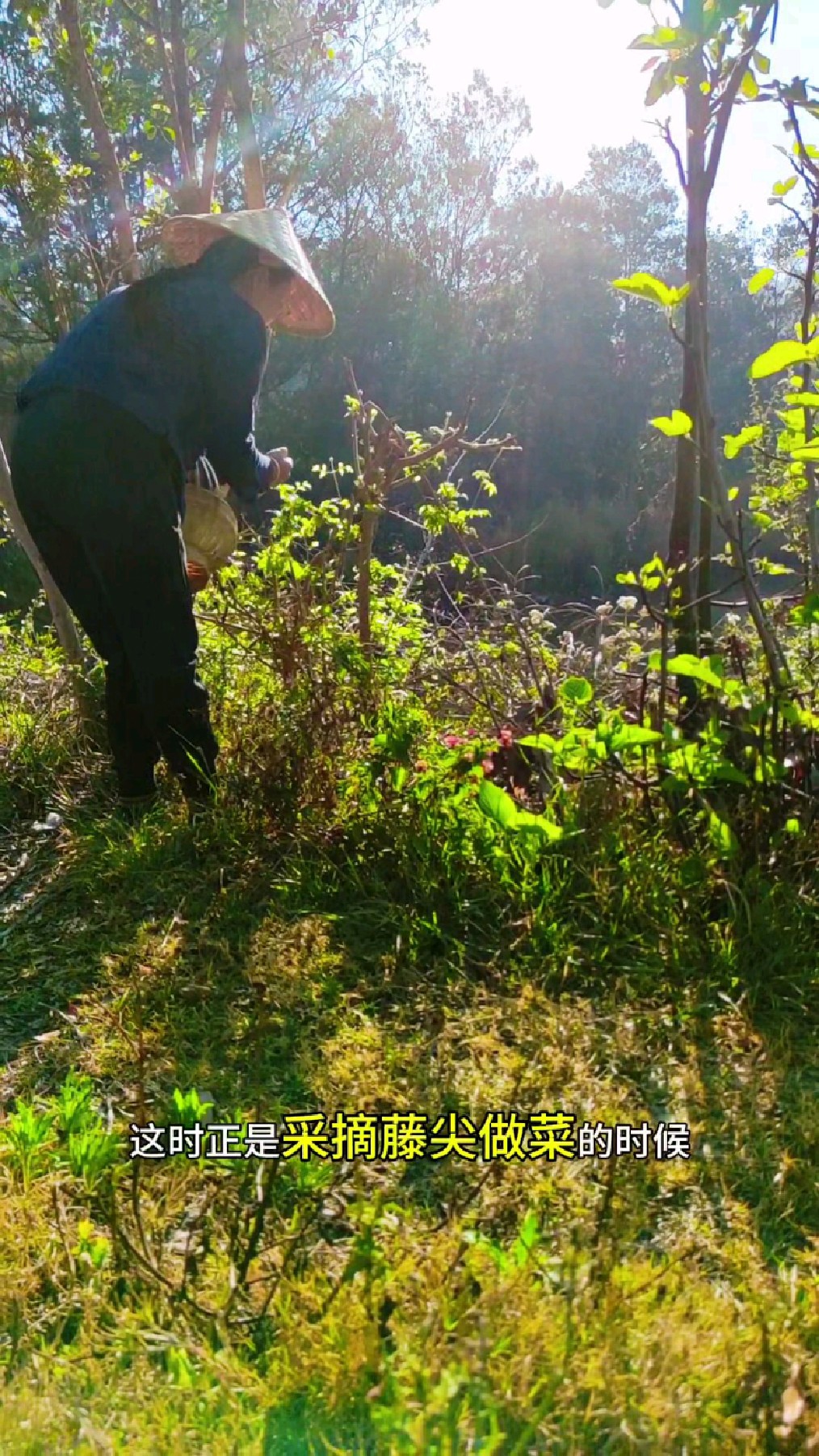 凉拌野菜之小木通