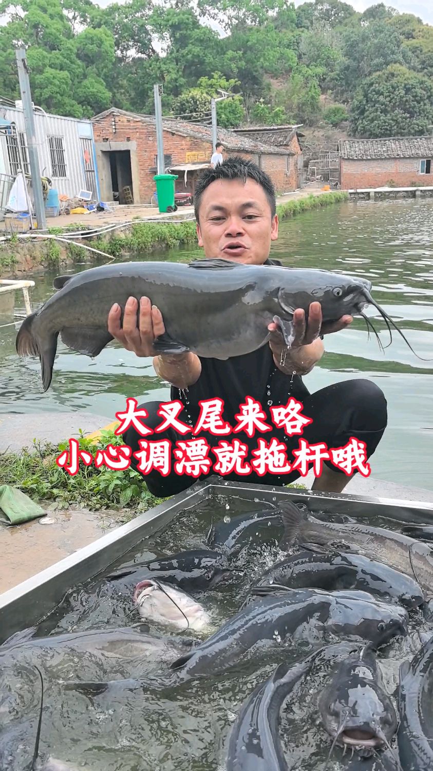 大叉尾下塘调漂也要小心拖杆哦鲤鱼塘才一人包塘也放了一池鲤鱼哦