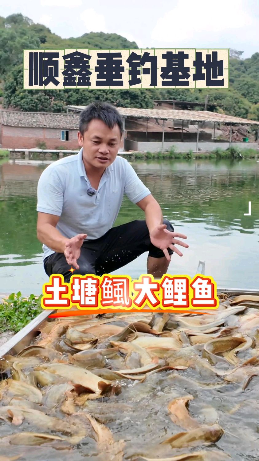 钓鱼人休闲塘土塘鲺鲤鱼塘大鲤鱼再度来袭!