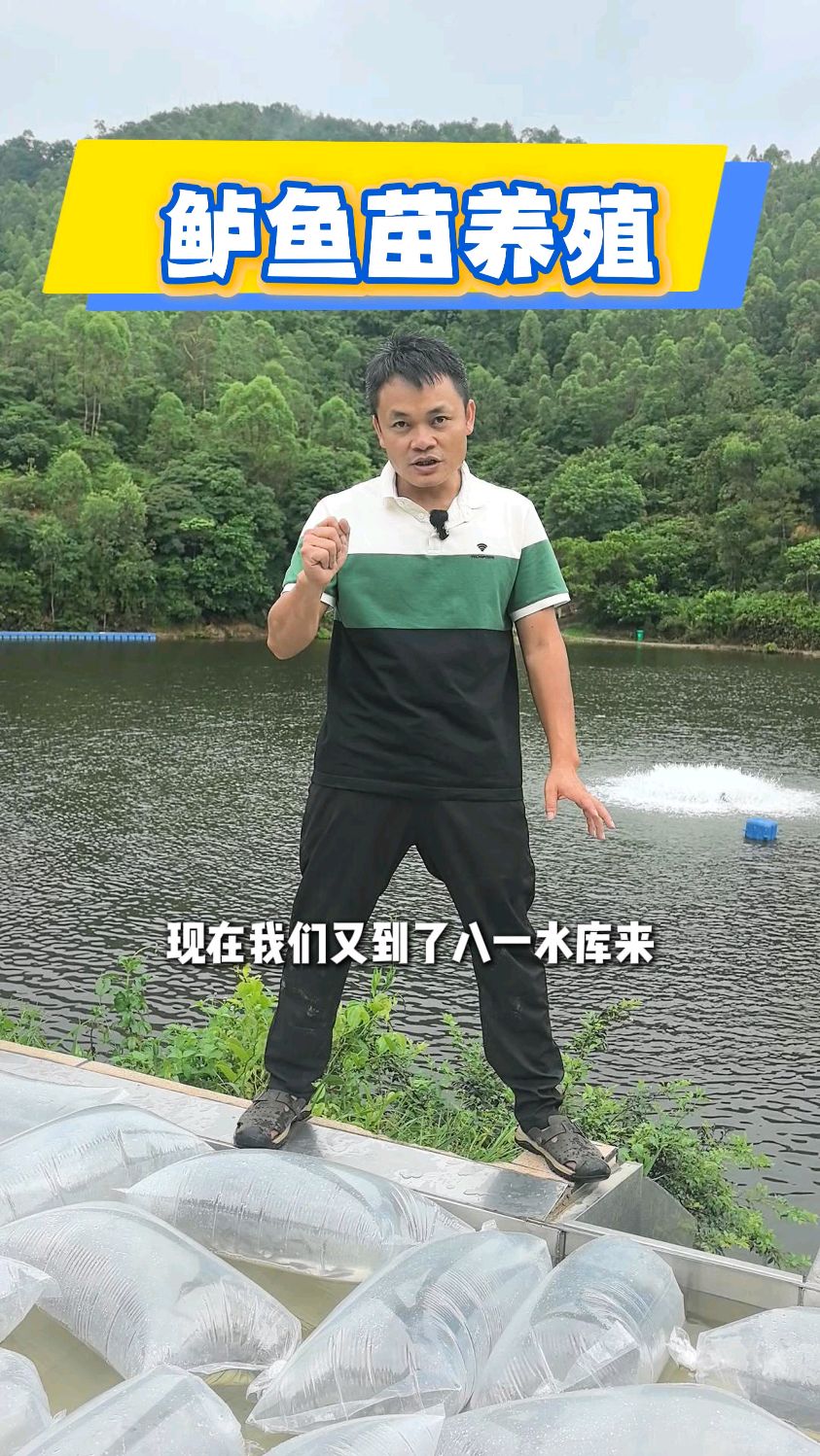 这鲈鱼苗的质量确实很好