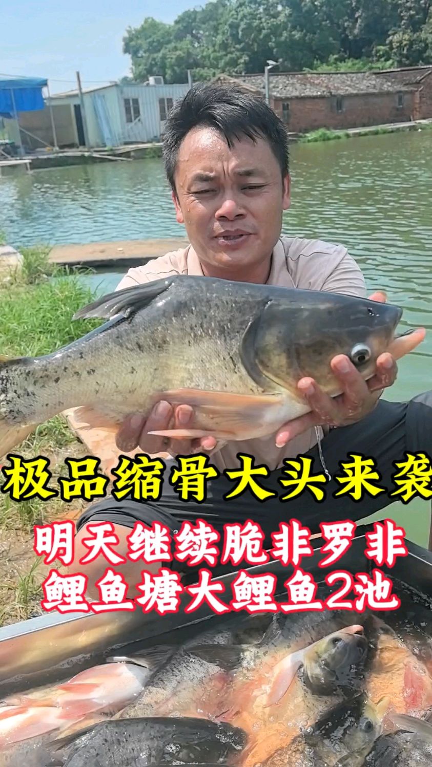 明天继续脆非罗非鲤鱼塘大鲤鱼2池