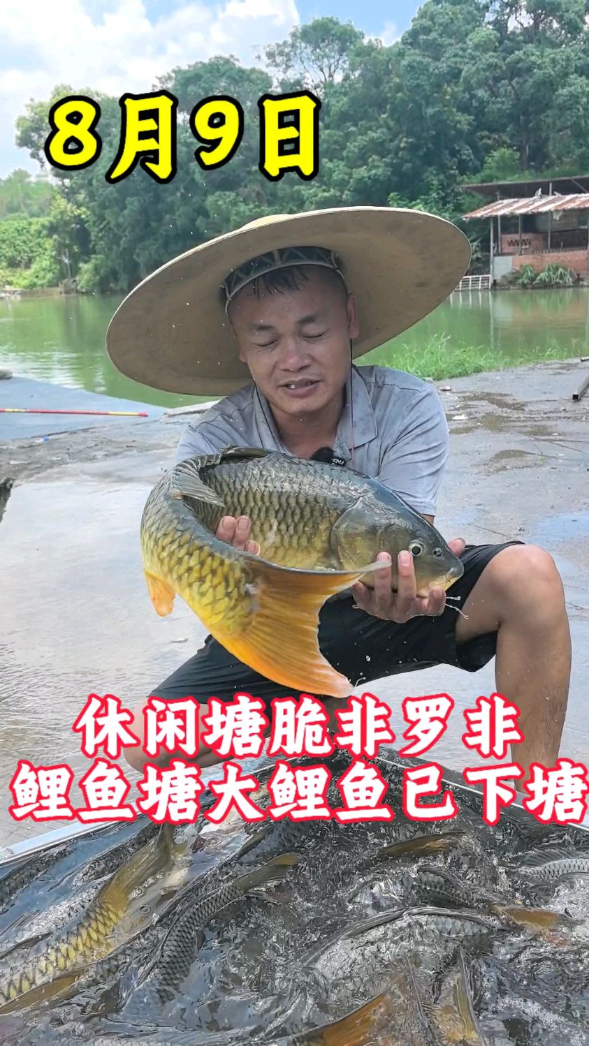 休闲塘脆非罗非鲤鱼塘大鲤鱼已下塘