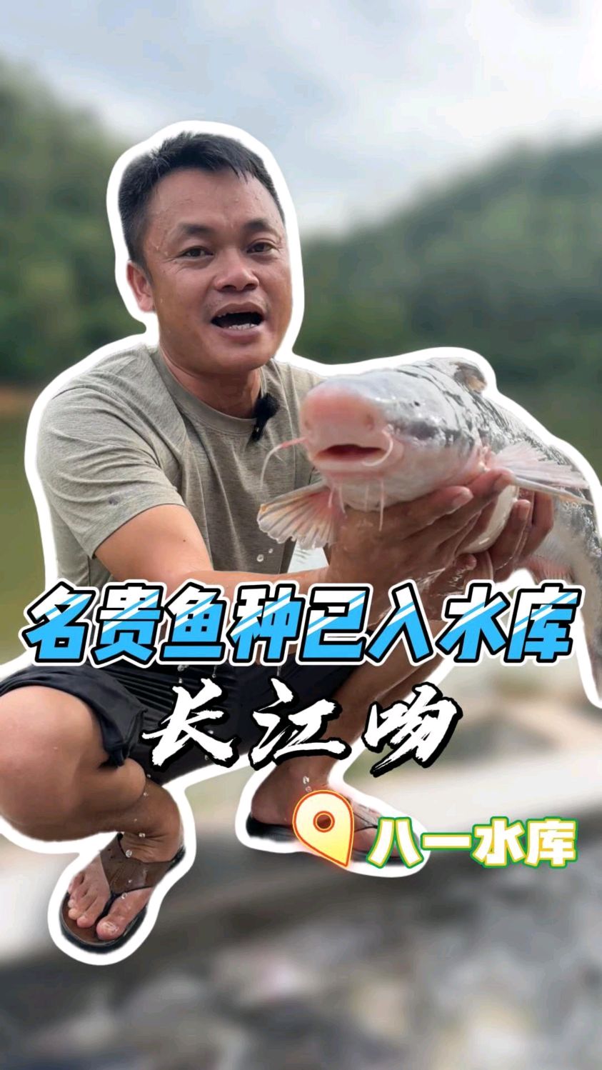 昨天长江吻江团已入水库今天超吨级大头红罗非已入水库