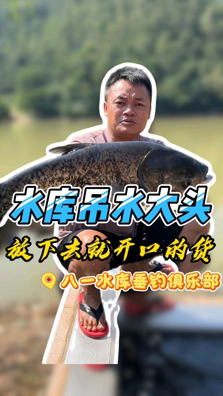 水库吊水大头放下去就开口今天更是单人120斤大头鱼获