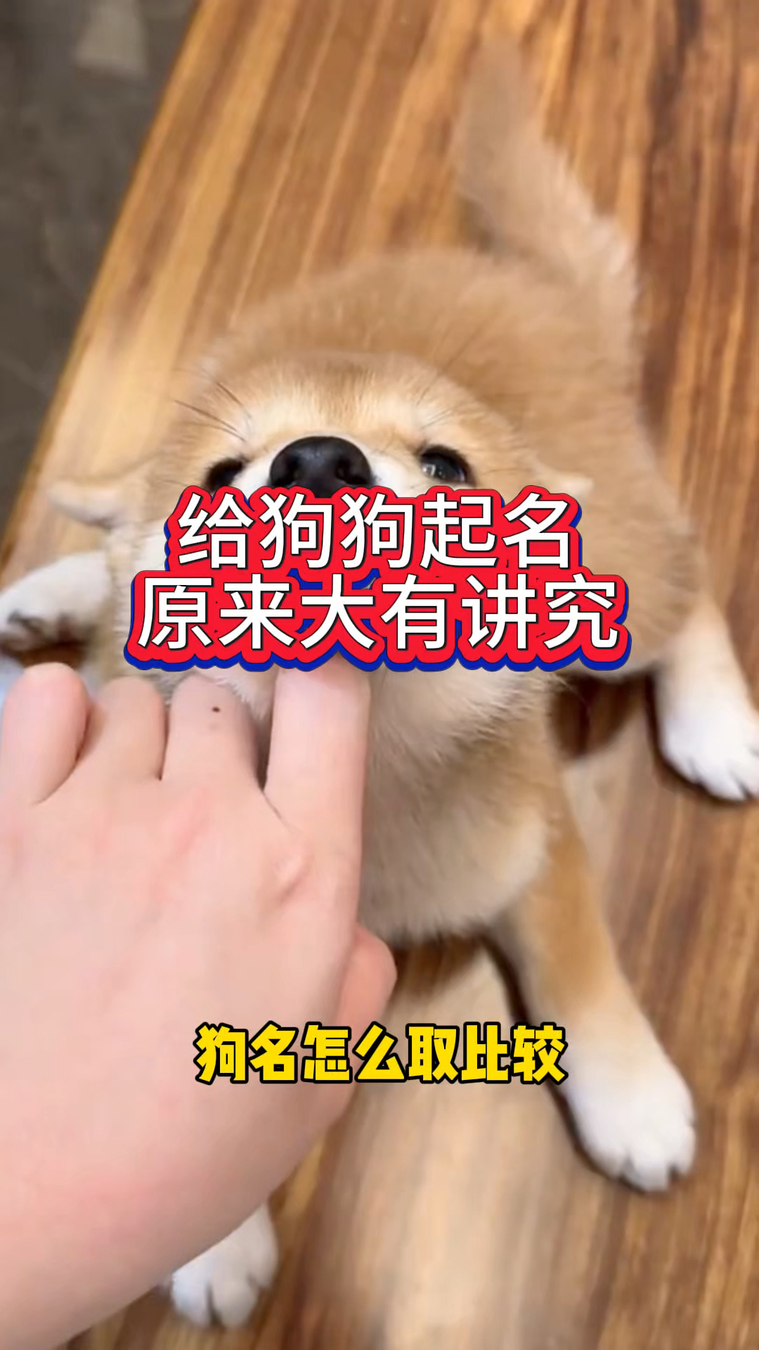 给狗狗起名,原来大有讲究