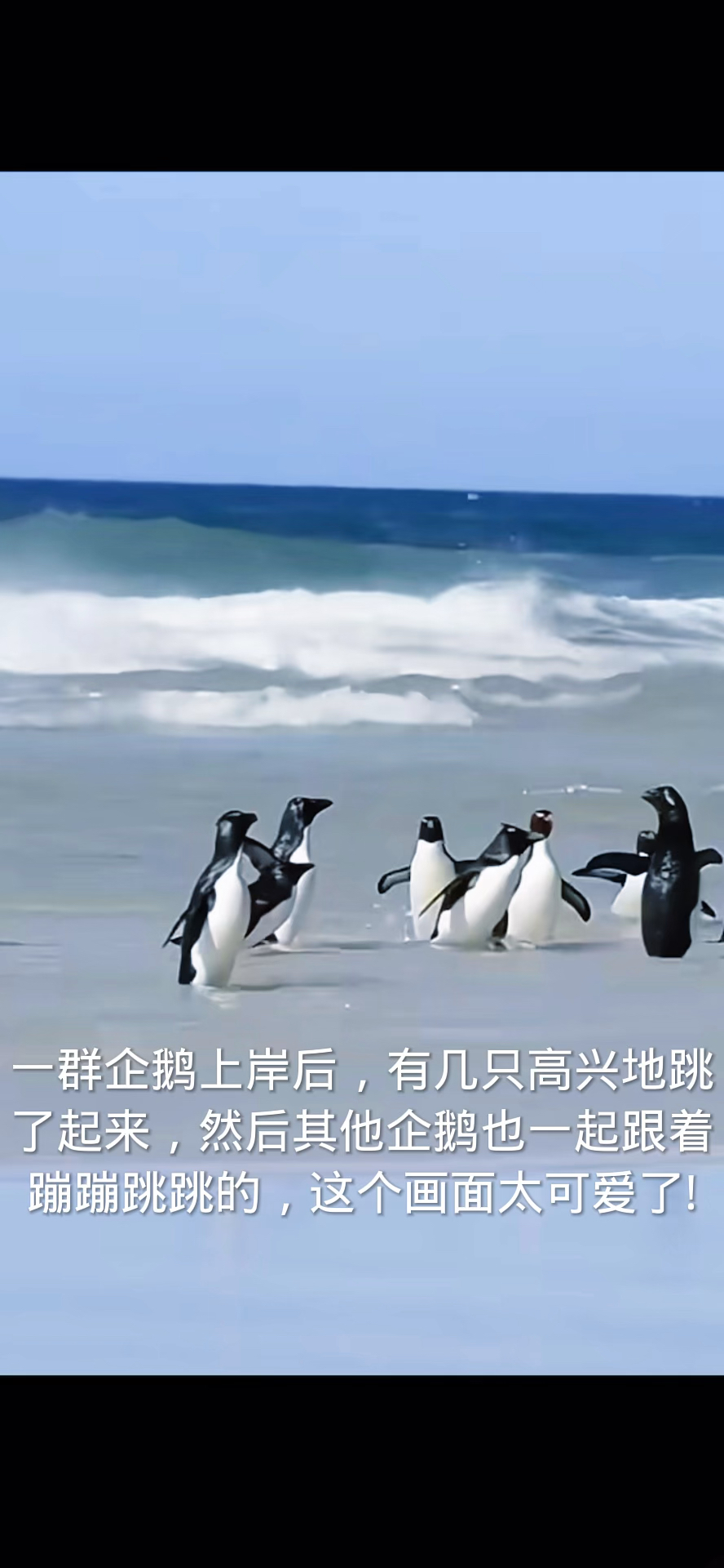 企鹅蹦蹦跳跳的样子好可爱,真想拥有一只