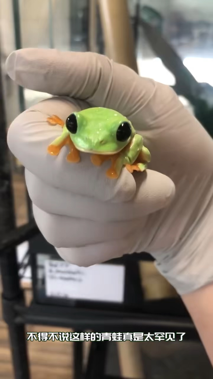 男人发现一只绿头怪,眼睛如铜铃那么大。