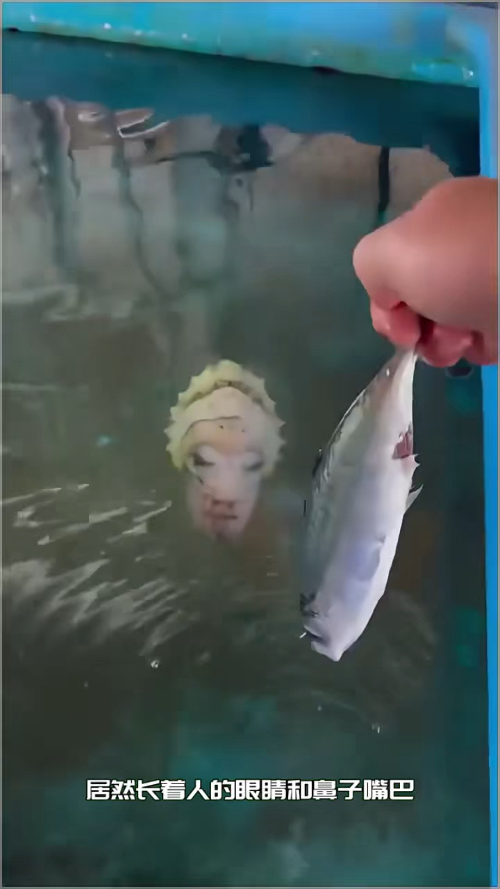 男人去水边玩,遇到一条恐怖的怪鱼。