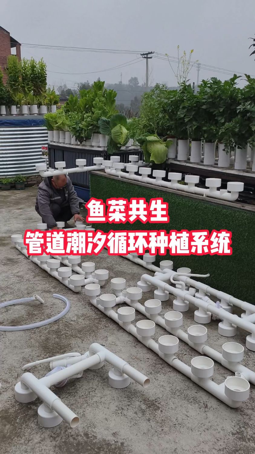 鱼菜共生系统本身就是一个过滤净化养鱼水质的系统
