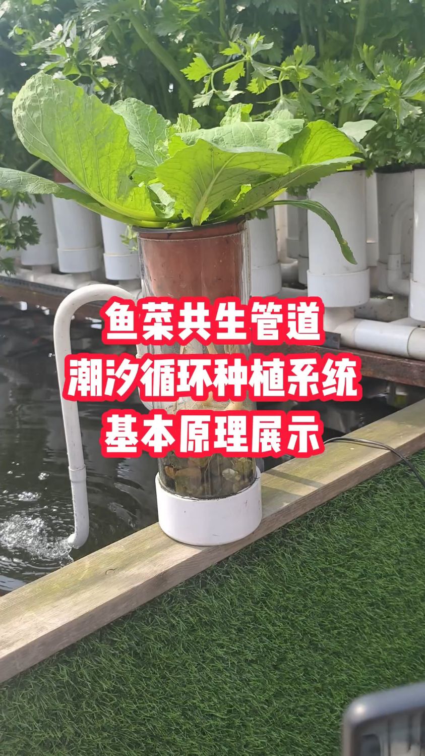鱼菜共生管道 潮汐循环种植系统 基本原理展示