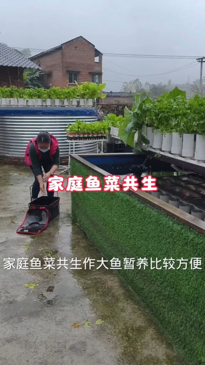 我们做家庭鱼菜共生没有那么复杂