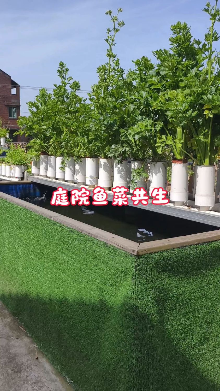 我们该怎样来做鱼菜共生？