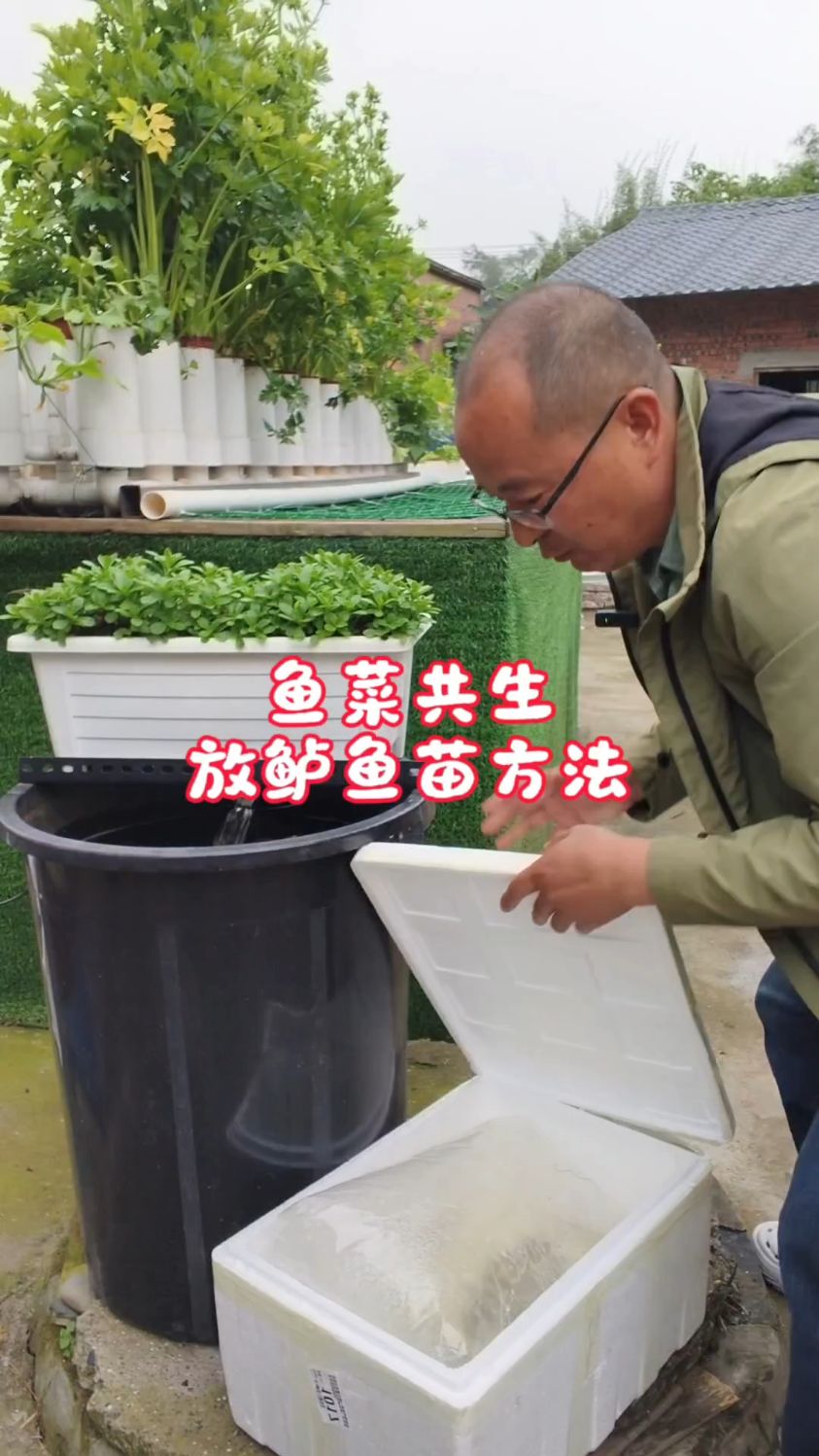 家庭鱼菜共生系统放鲈鱼苗过程
