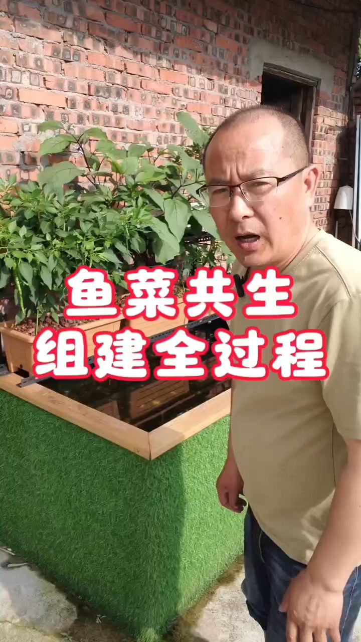 家庭鱼菜共生建设全过程分享