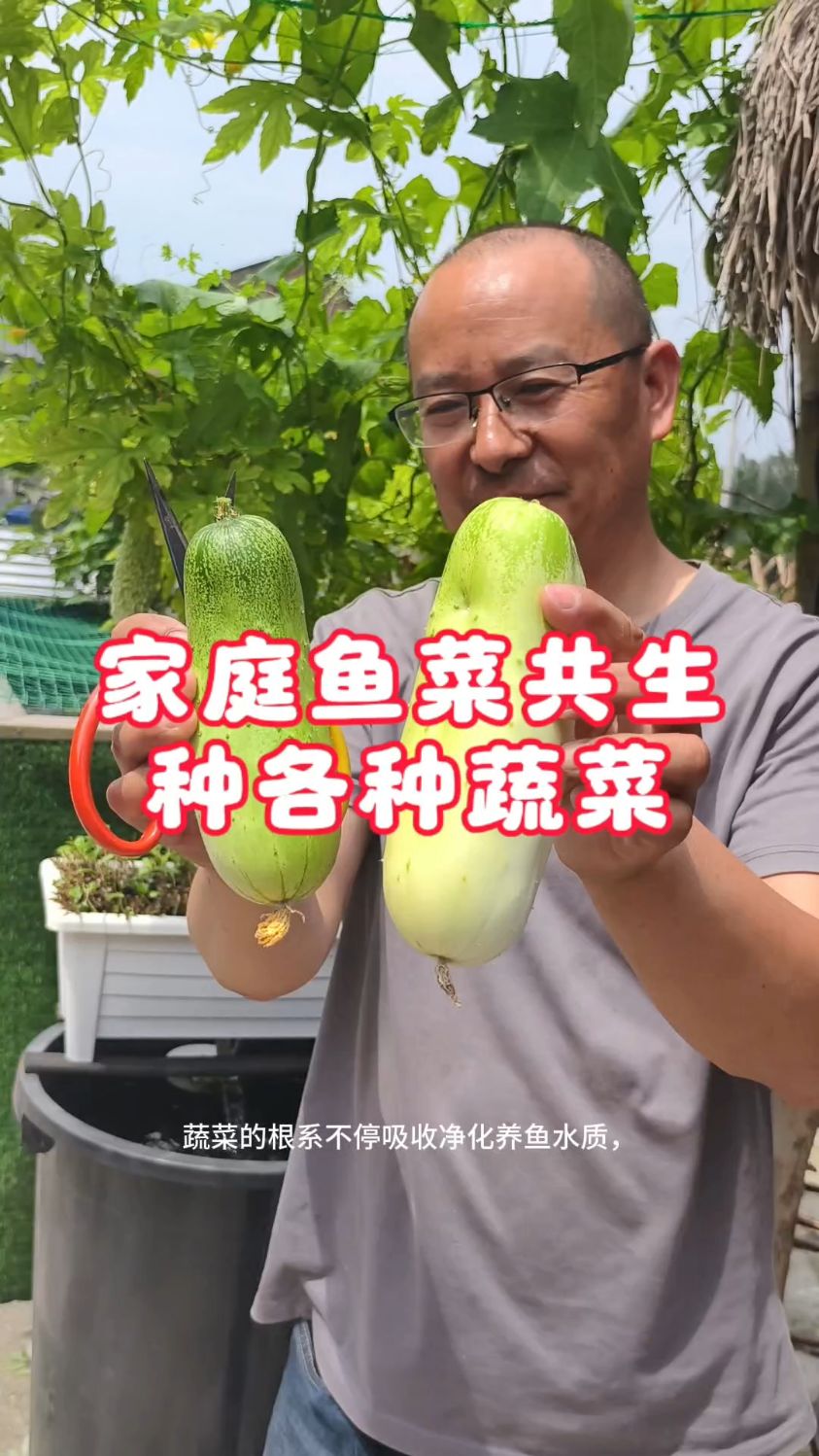 家庭鱼菜共生可以种各种各样的蔬菜