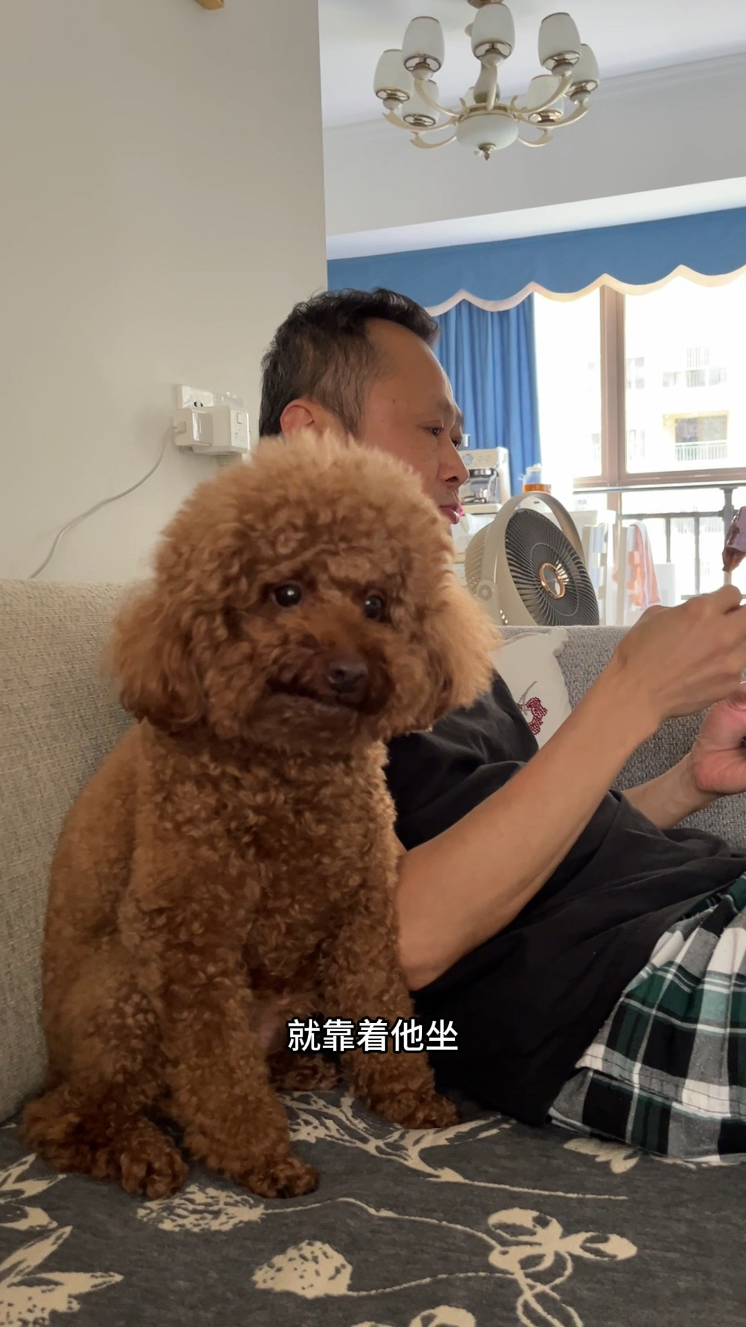 我家三只狗在日常