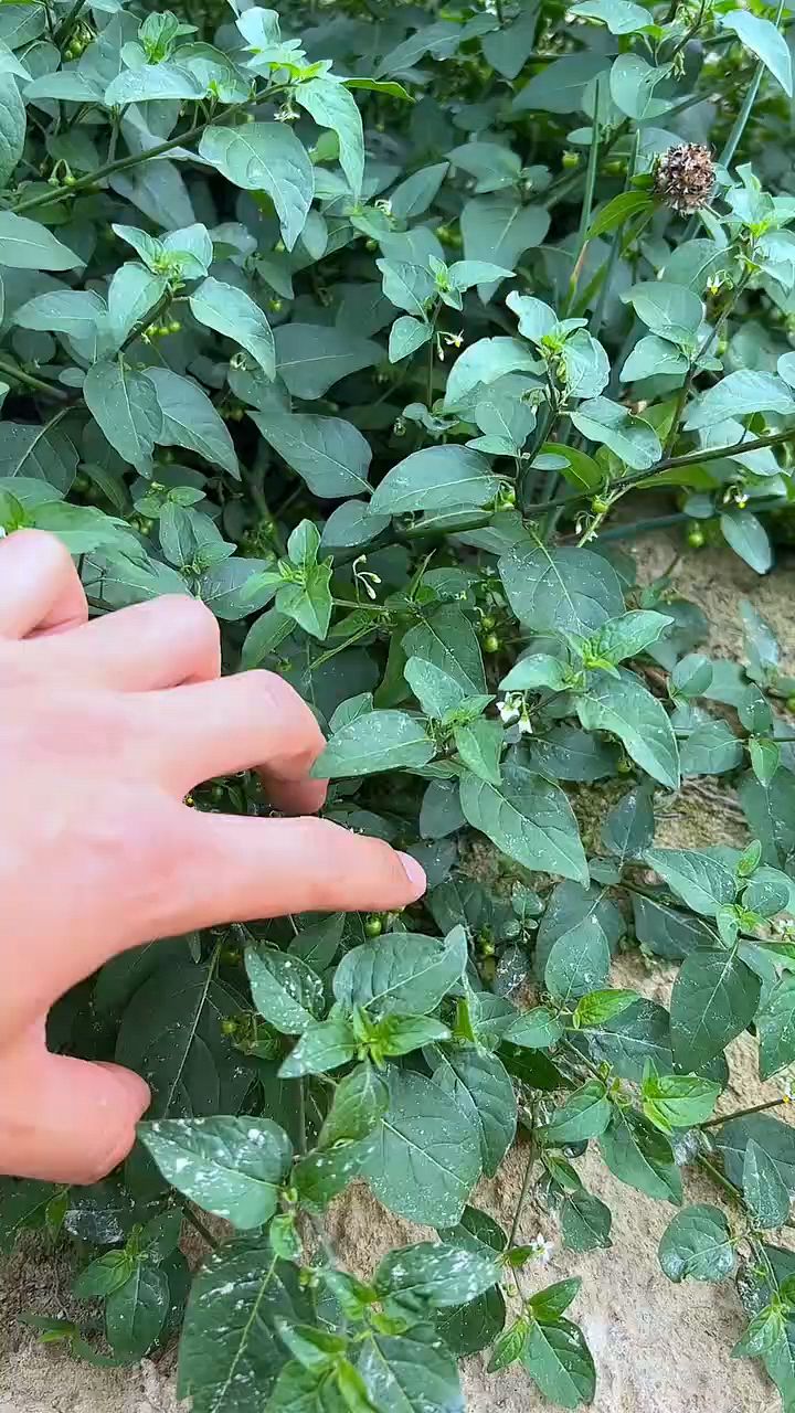 龙葵,也叫白花菜