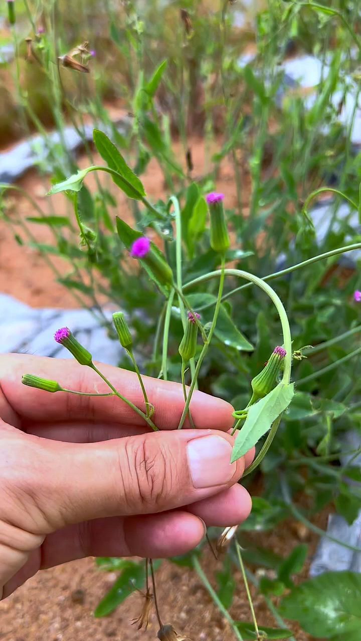 一点红，别名羊蹄草，叶下红、紫背叶等，常见的野菜之一