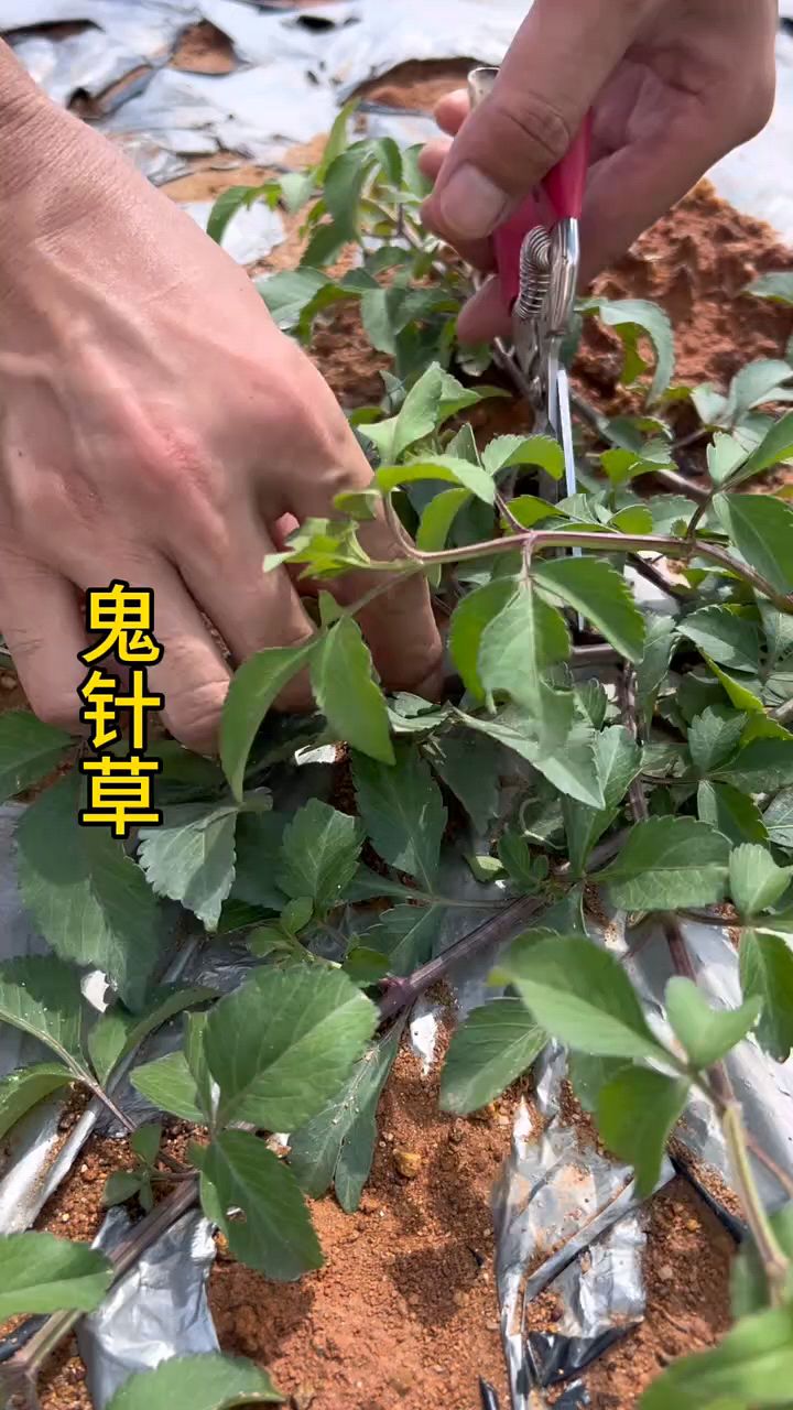 鬼针草，也叫虾钳草，婆婆针等等，嫩叶是种野菜，红火蚁的对头