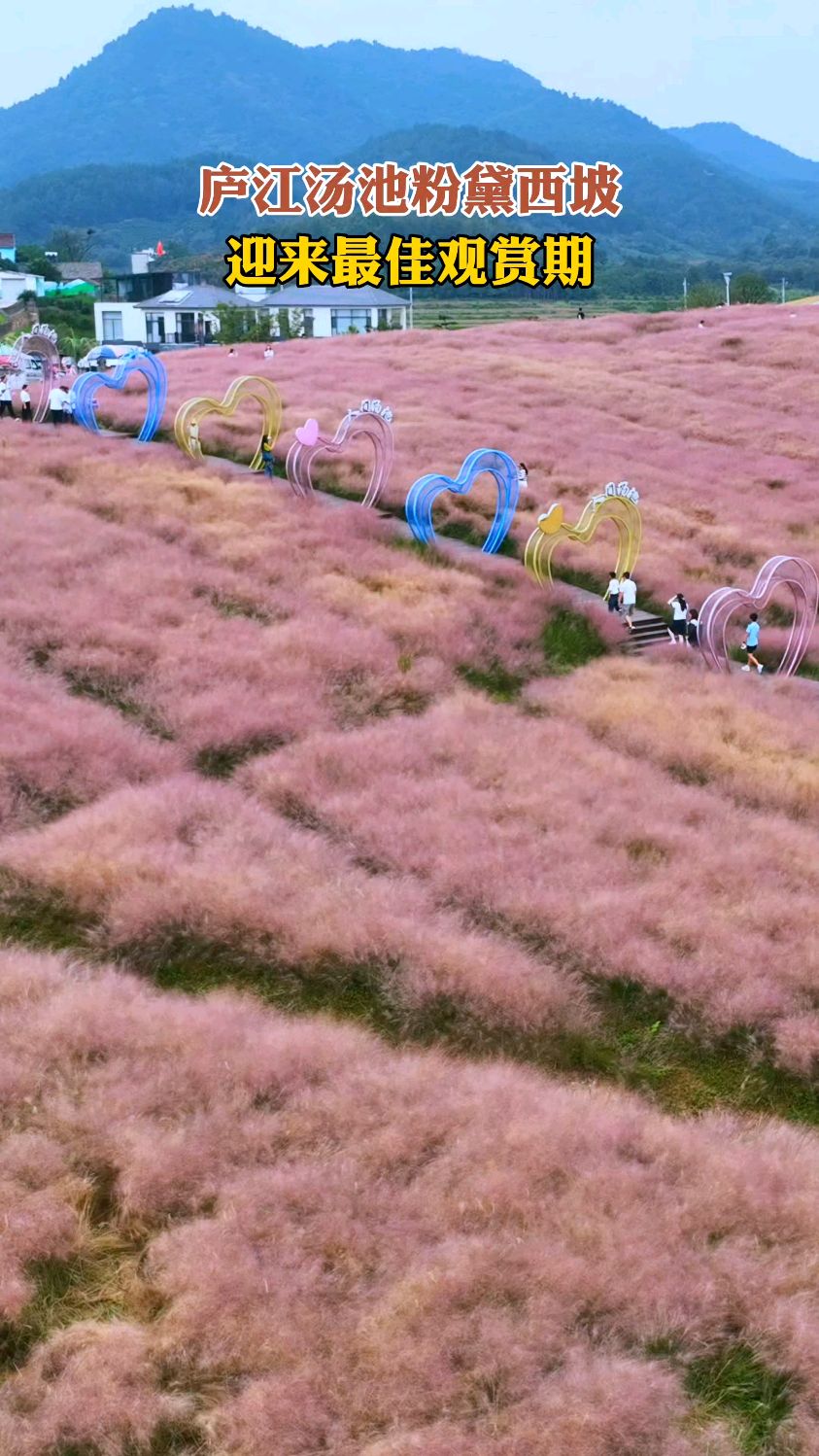 庐江汤池粉黛西坡,迎来最佳观赏期